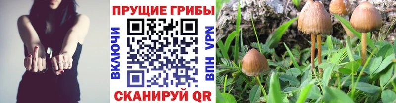 Псилоцибиновые грибы Psilocybine cubensis  Малоархангельск 
